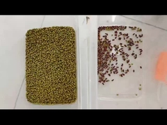 نوع لون الفاصولياء