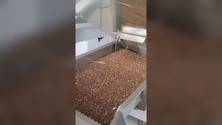 فارز لون بذور الفجل